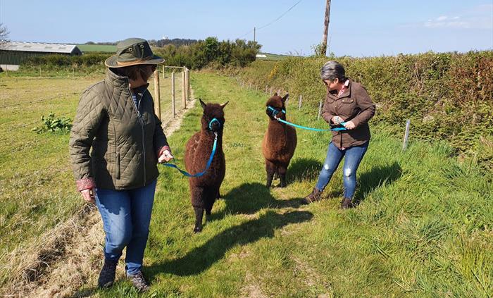 Alpaca Walking at Sweet Home Alpaca